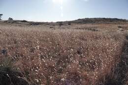 Image of sand bluestem