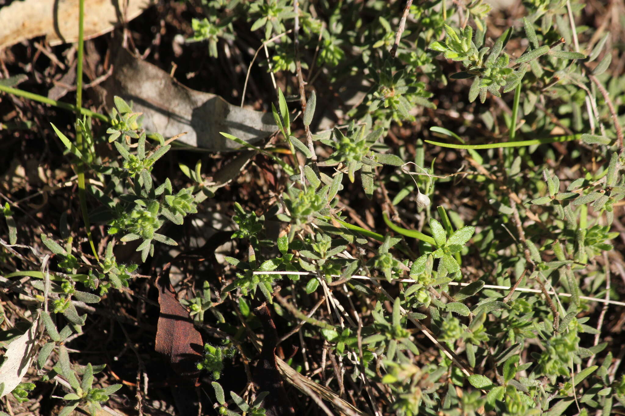 Image of Hibbertia crinita H. R. Toelken