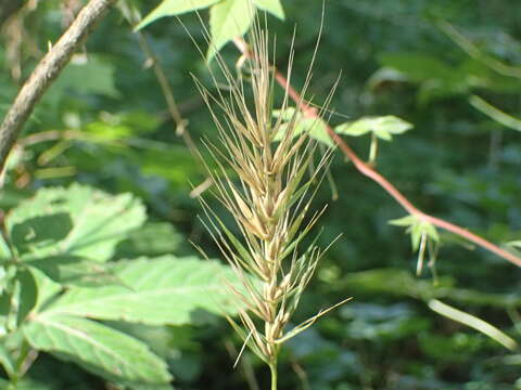 Imagem de Elymus macgregorii R. E. Brooks & J. J. N. Campb.