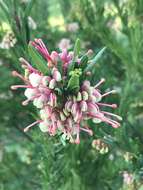 Image of Grevillea iaspicula Mc Gill.