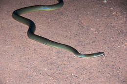 Image of Brown water python