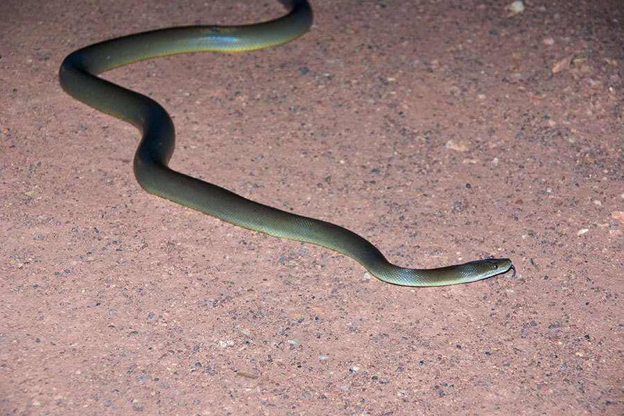 Image of Brown water python