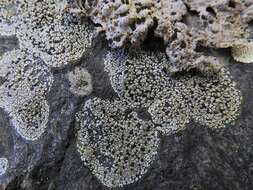 Image of map lichen