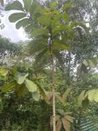 Imagem de Dipterocarpus cornutus Dyer