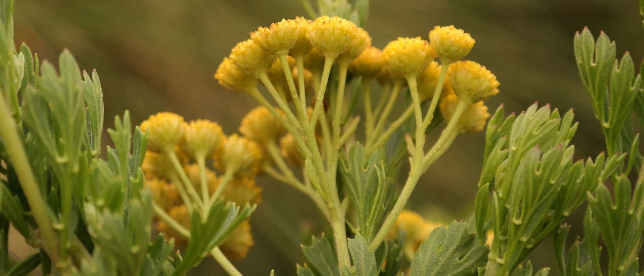 Слика од Schistostephium