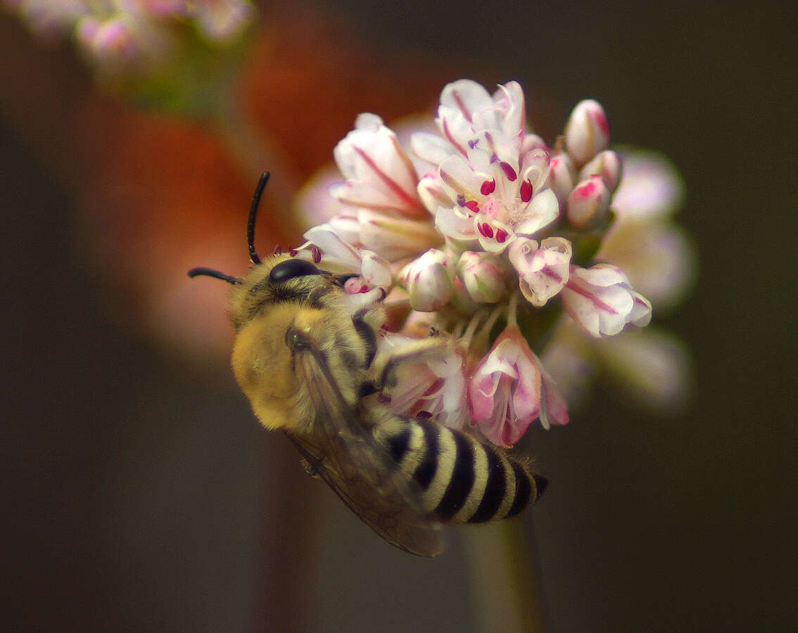 Image of Colletes slevini Cockerell 1925