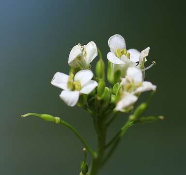 Image of <i>Noccaea alpestris</i>