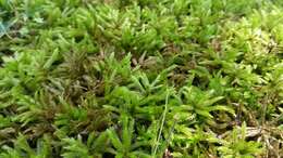 Image of American climacium moss