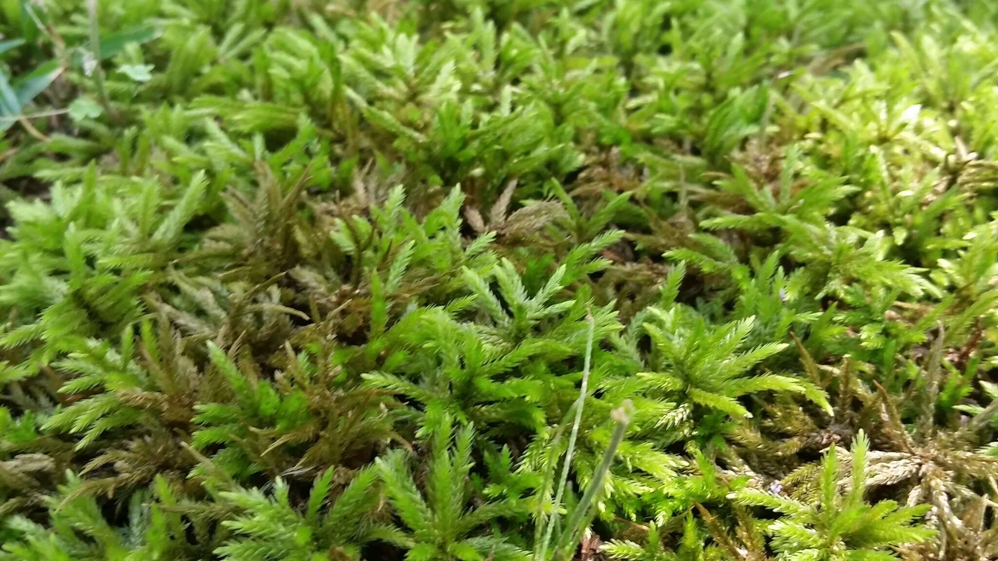 Image of American climacium moss