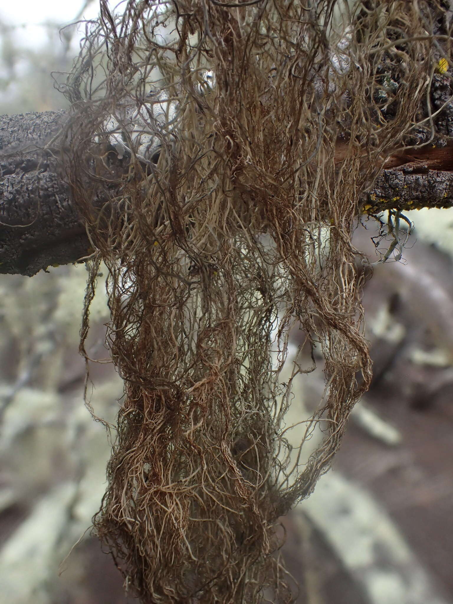 Image of horsehair lichen