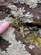 Image of spleenwort