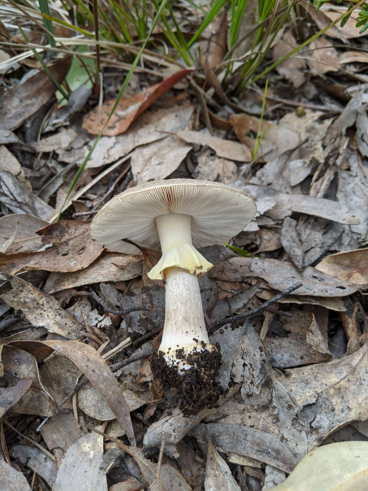 Image de Amanita luteolovelata D. A. Reid 1978