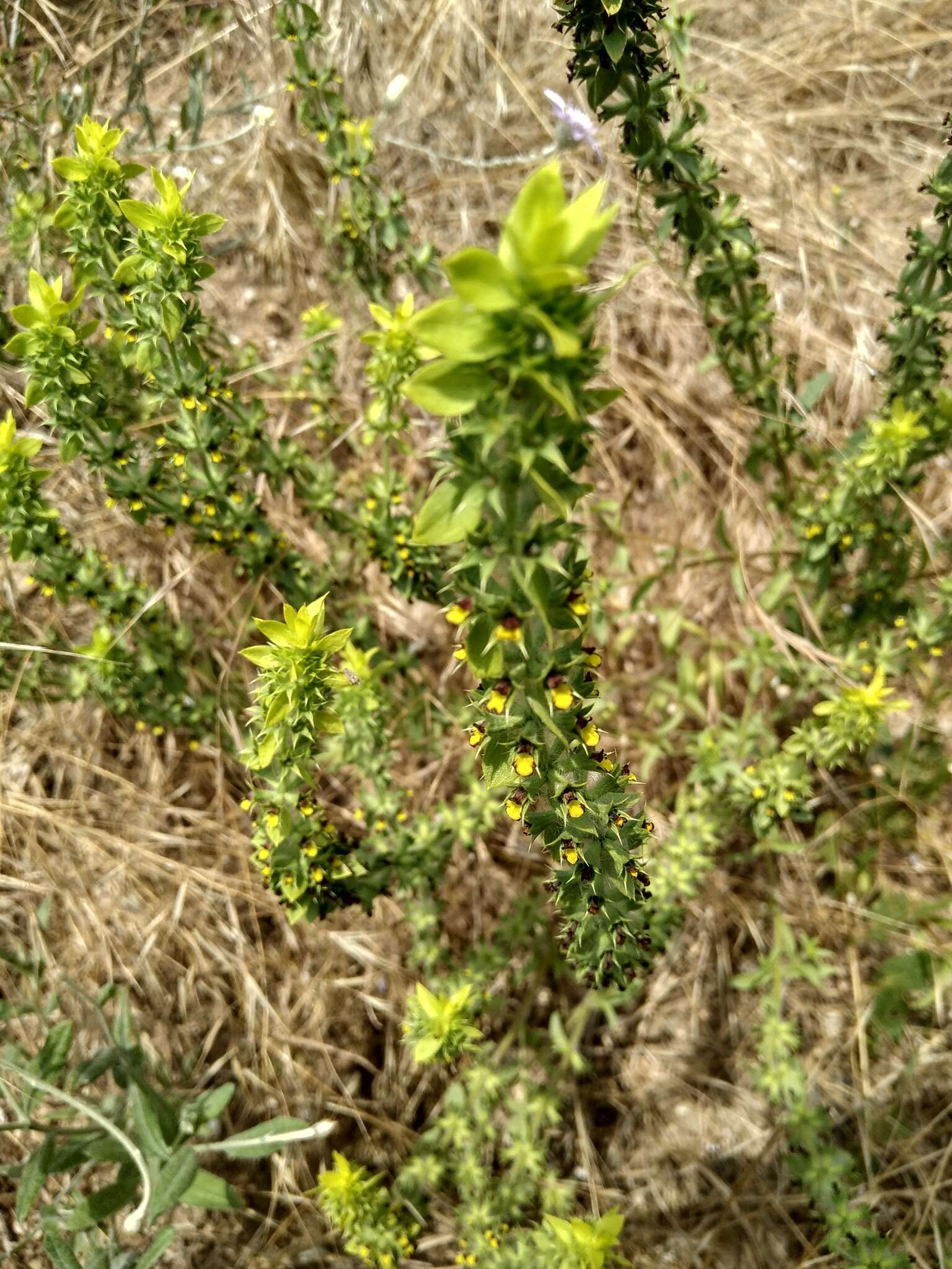 Image of Sideritis montana subsp. montana