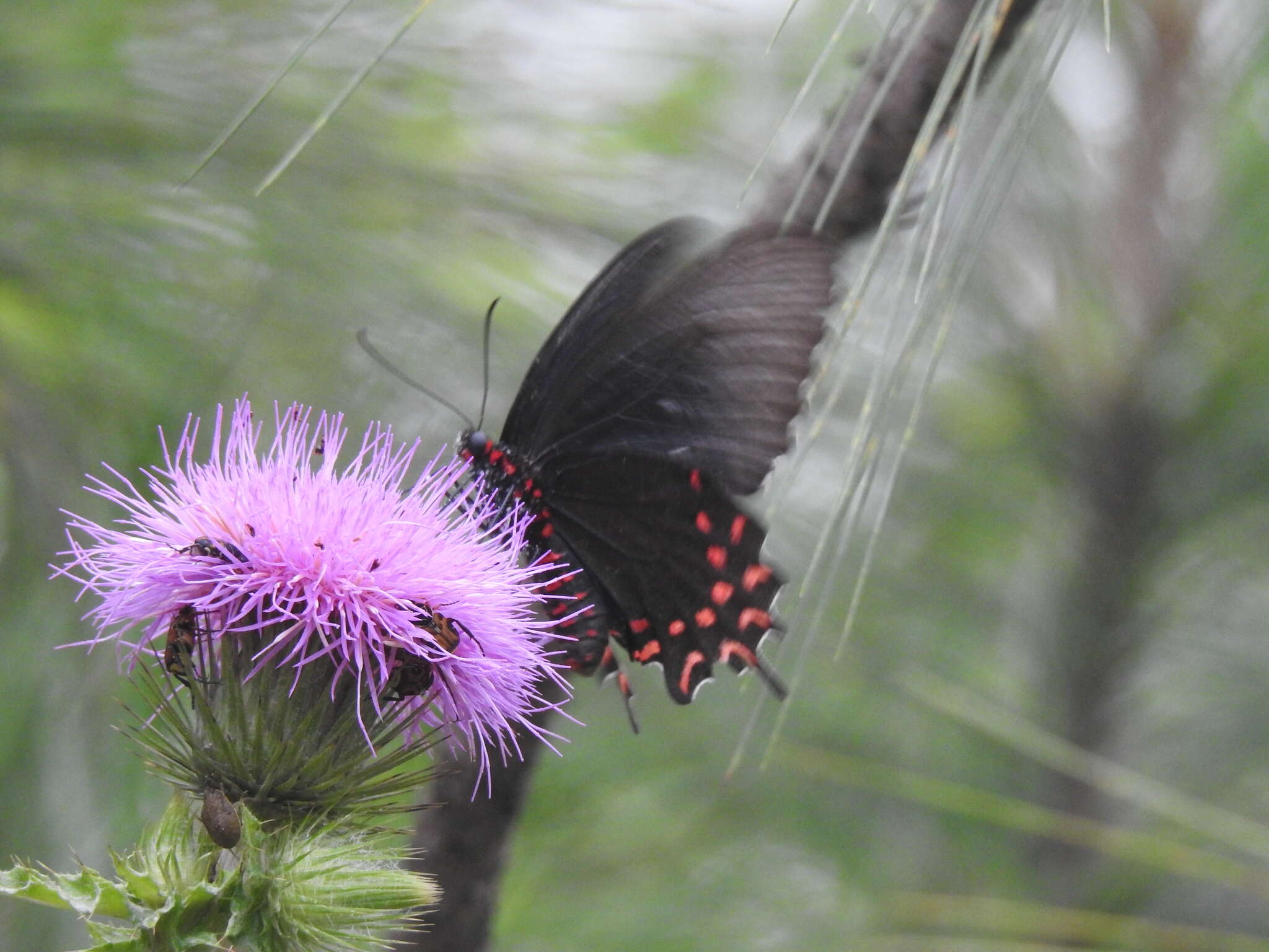 Image of Parides photinus (Doubleday 1844)