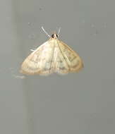 Image of Pale-winged Crocidophora moth