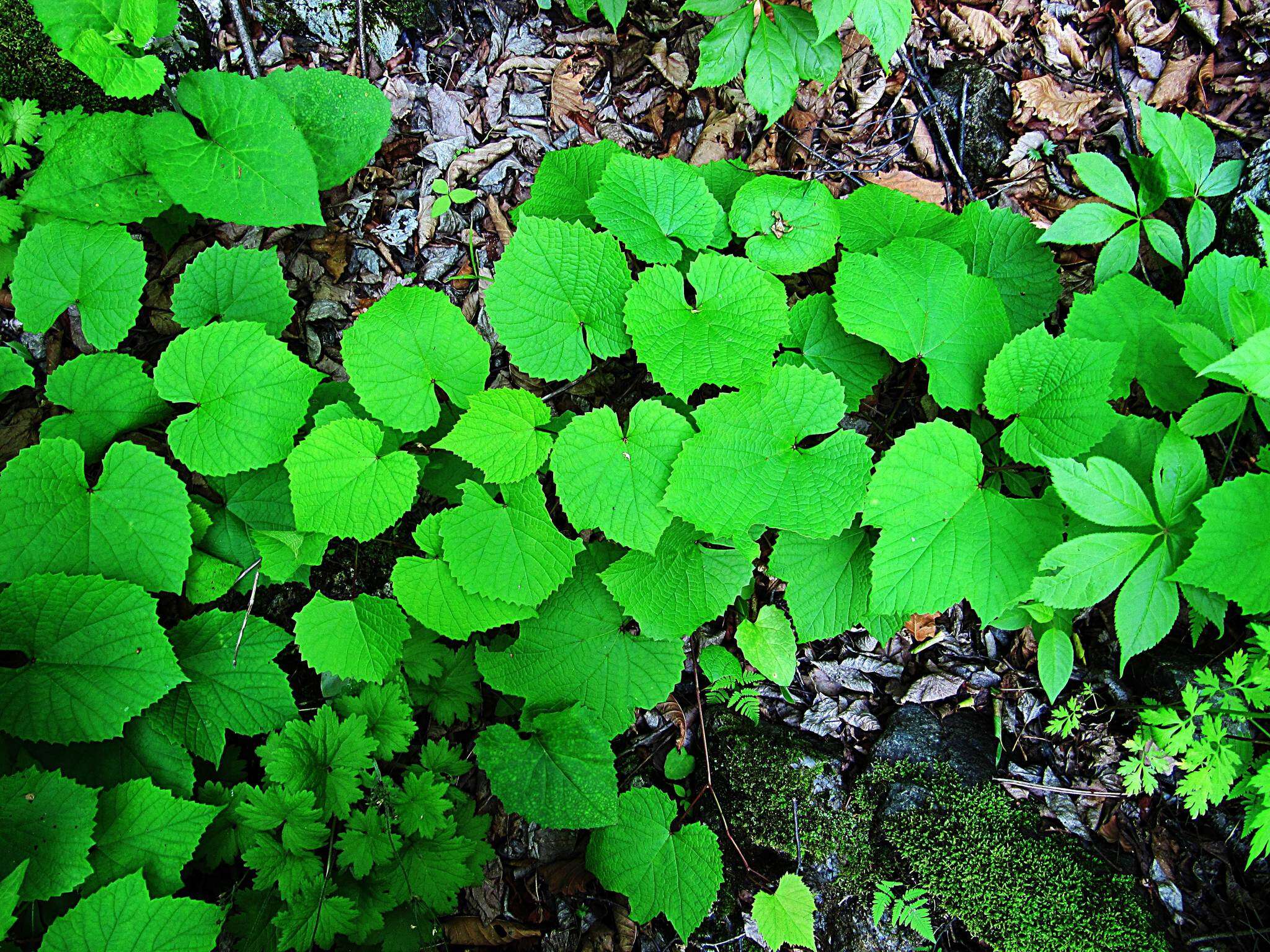 Image of Amur grape