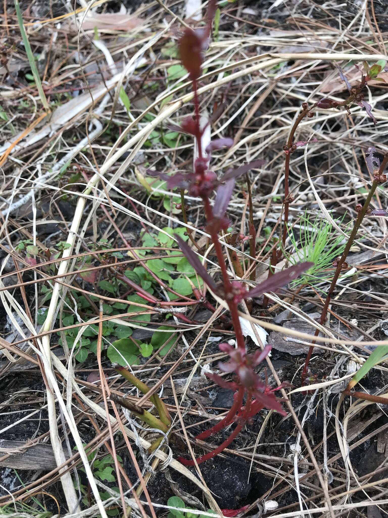 صورة Ammannia latifolia L.