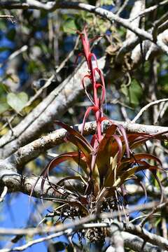 Imagem de Tillandsia belloensis W. Weber