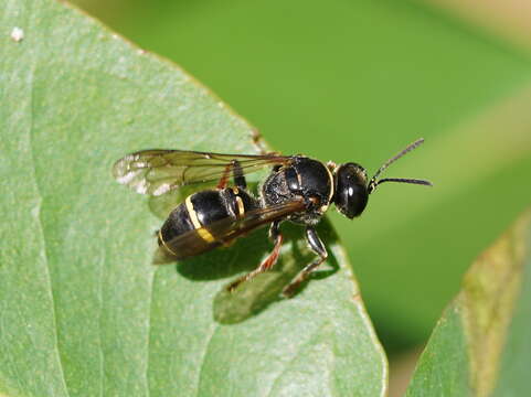 Image of Austrogorytes frenchii (R. Turner 1908)