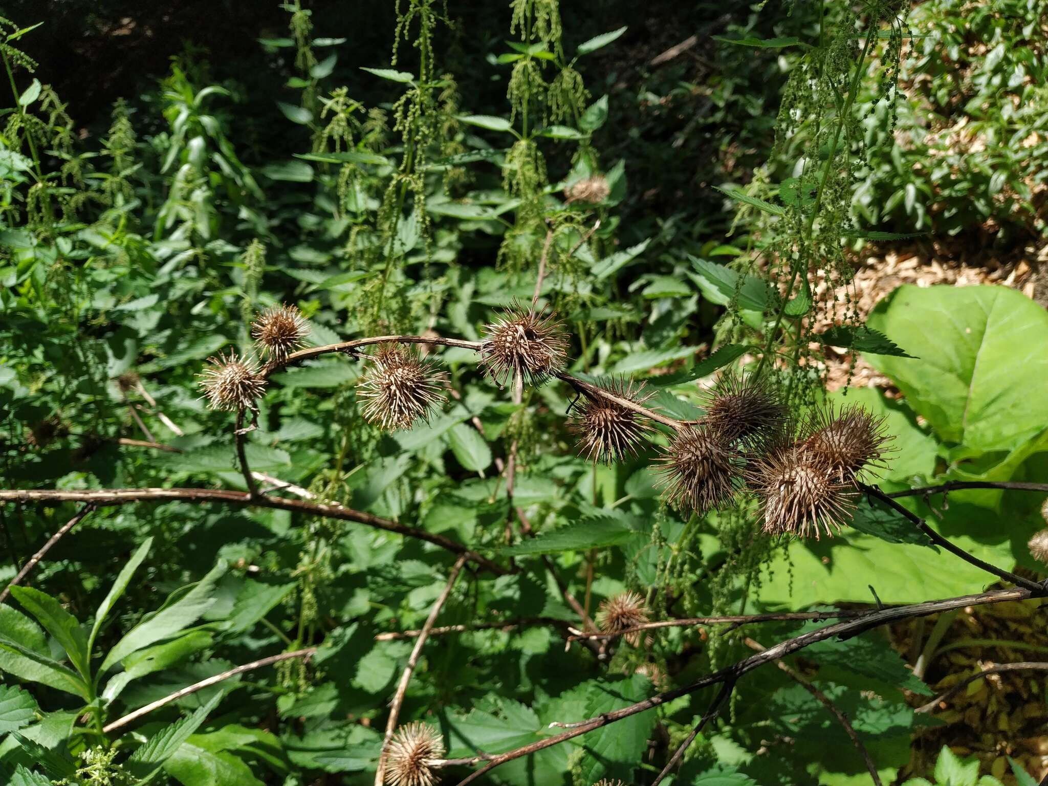 Image of Arctium nemorosum Lej.