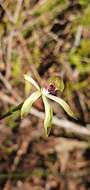 صورة Caladenia atradenia D. L. Jones, Molloy & M. A. Clem.