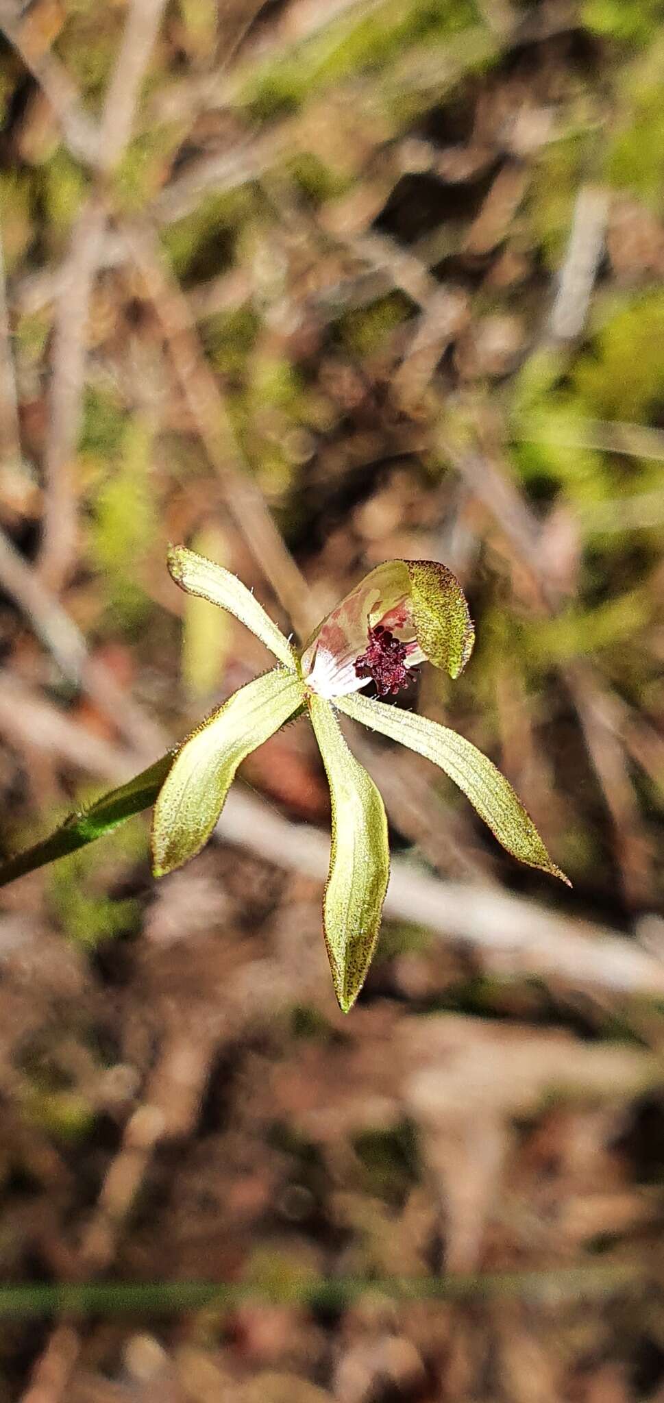 صورة Caladenia atradenia D. L. Jones, Molloy & M. A. Clem.