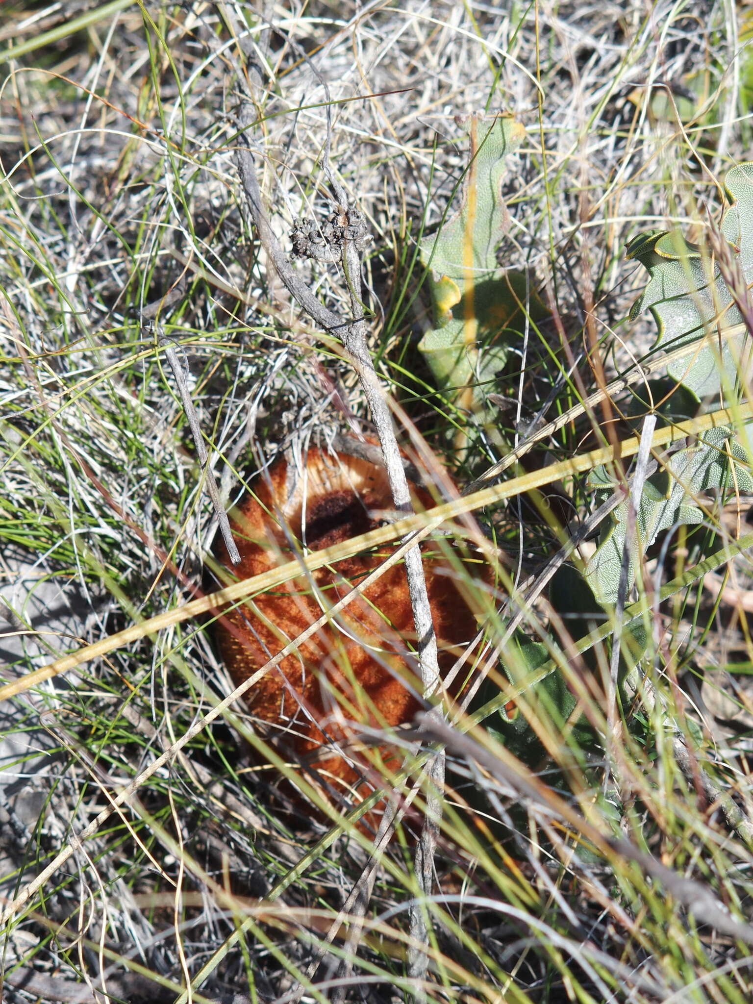 Image of Prostrate Banksia