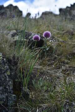 Image of Allium pumilum Vved.