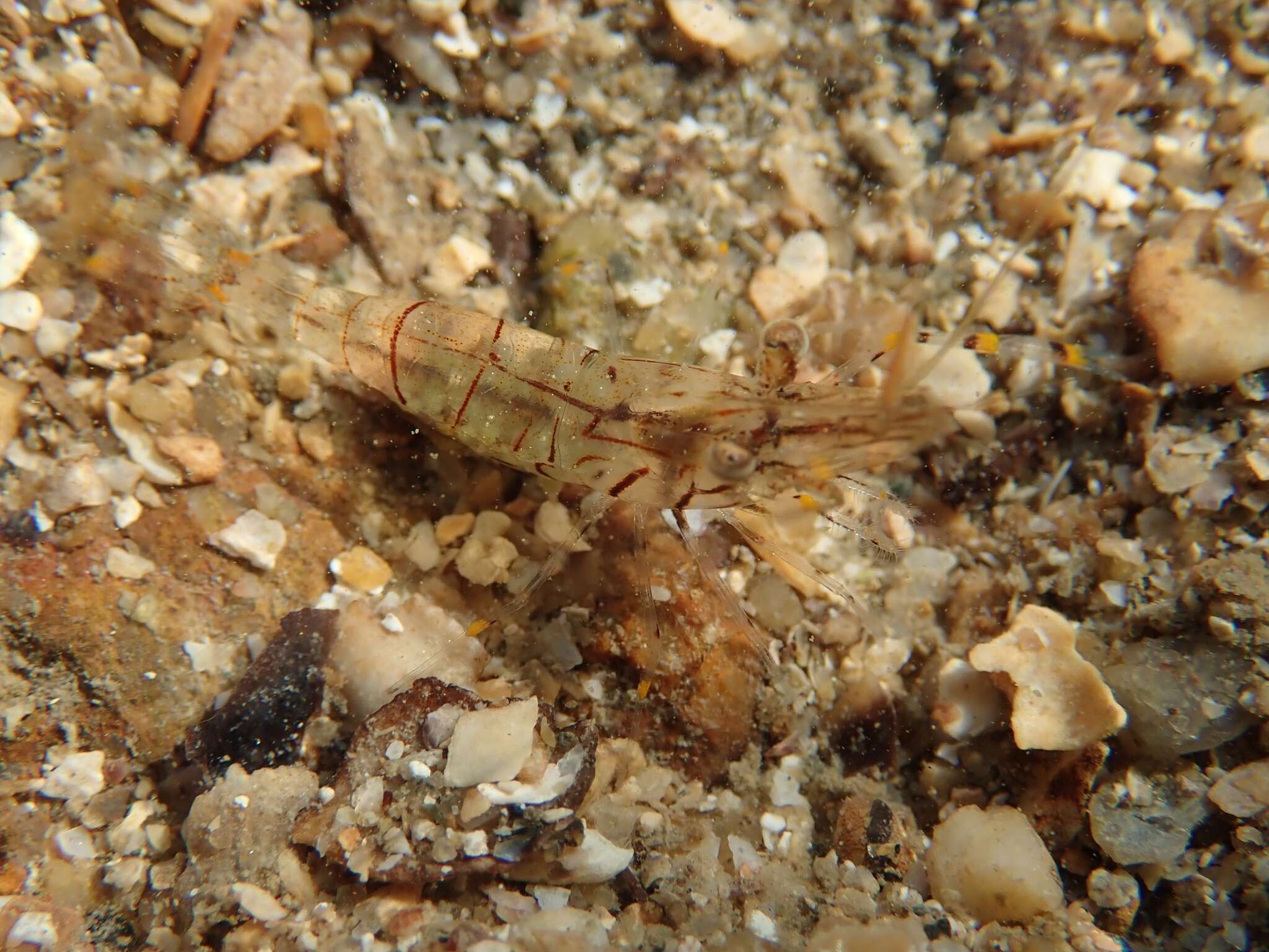 Image of Carpenter prawn