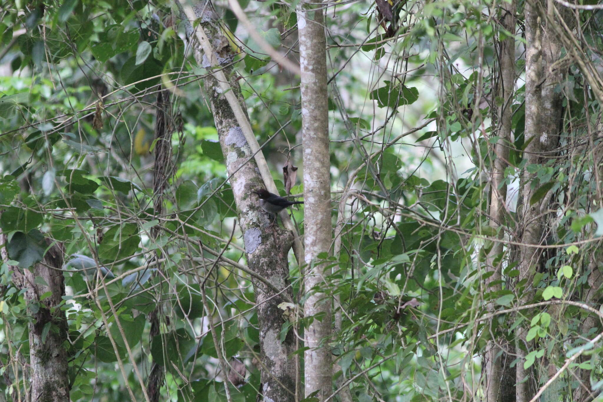 Image of White-eyed Thrush