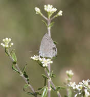 Image of Celastrina echo cinerea (W. H. Edwards 1883)