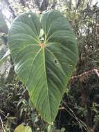 Image of Anthurium caramantae Engl.