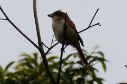 Image of Tiger Shrike