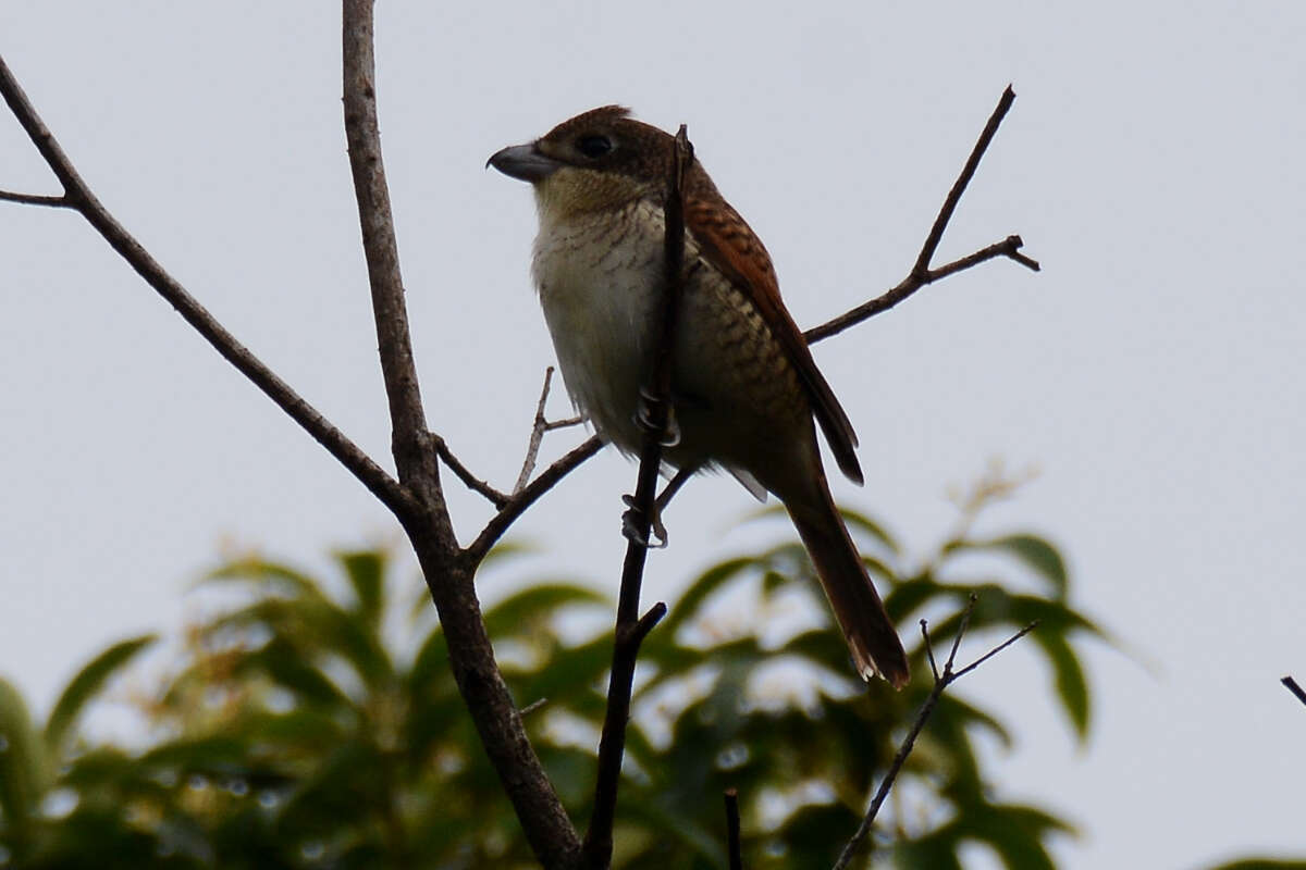 Image of Tiger Shrike