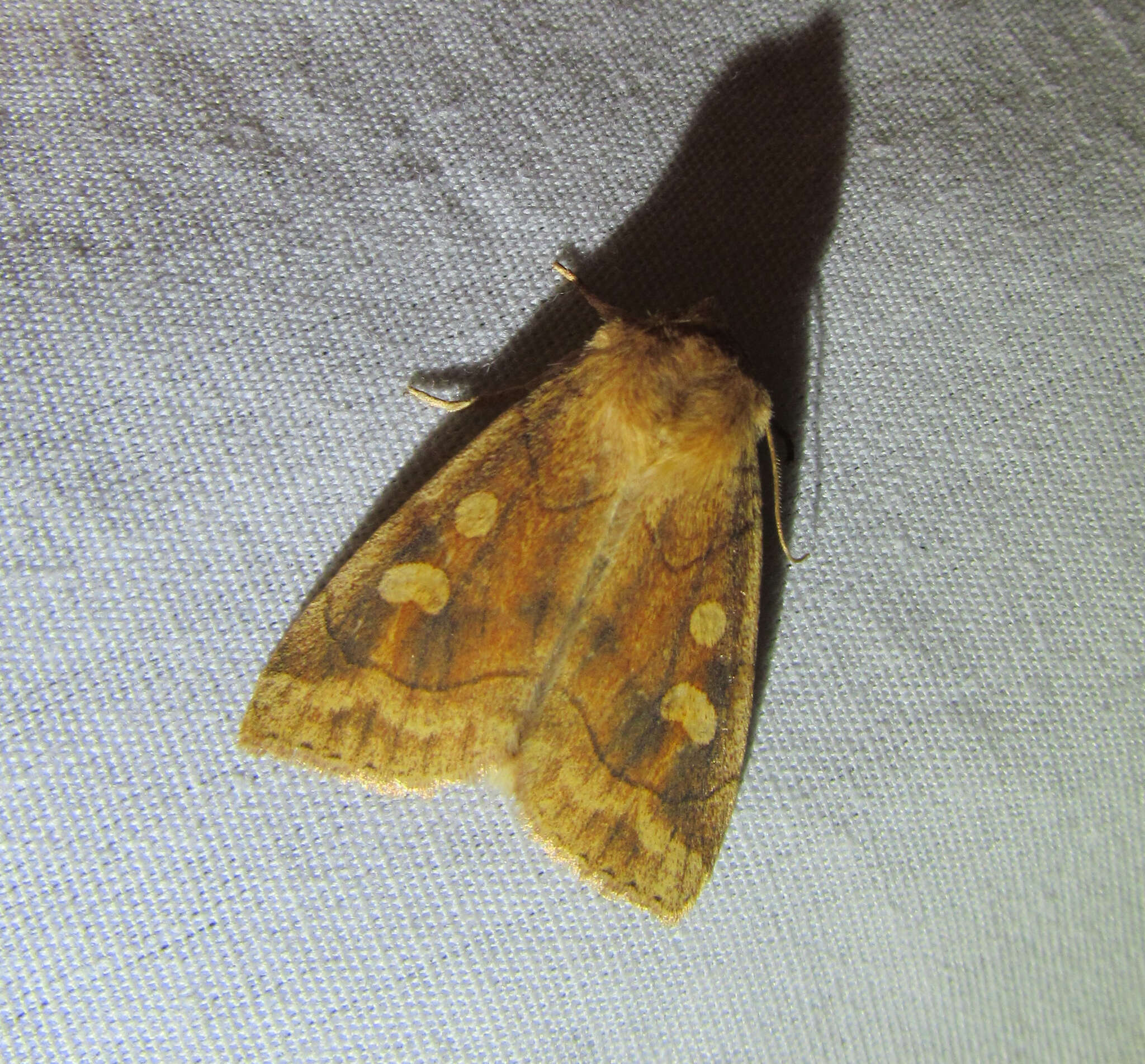 Image of Pale Enargia