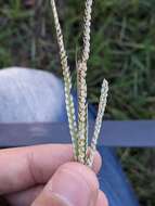 Image of Egyptian Water Crown Grass