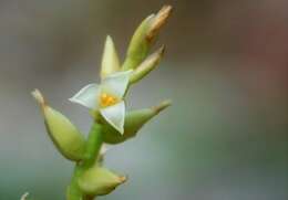 Image de Catopsis nitida (Hook.) Griseb.