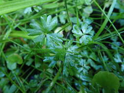 Image of Ranunculus amphitrichus Colenso