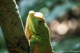 Image of LyreShead Lizard