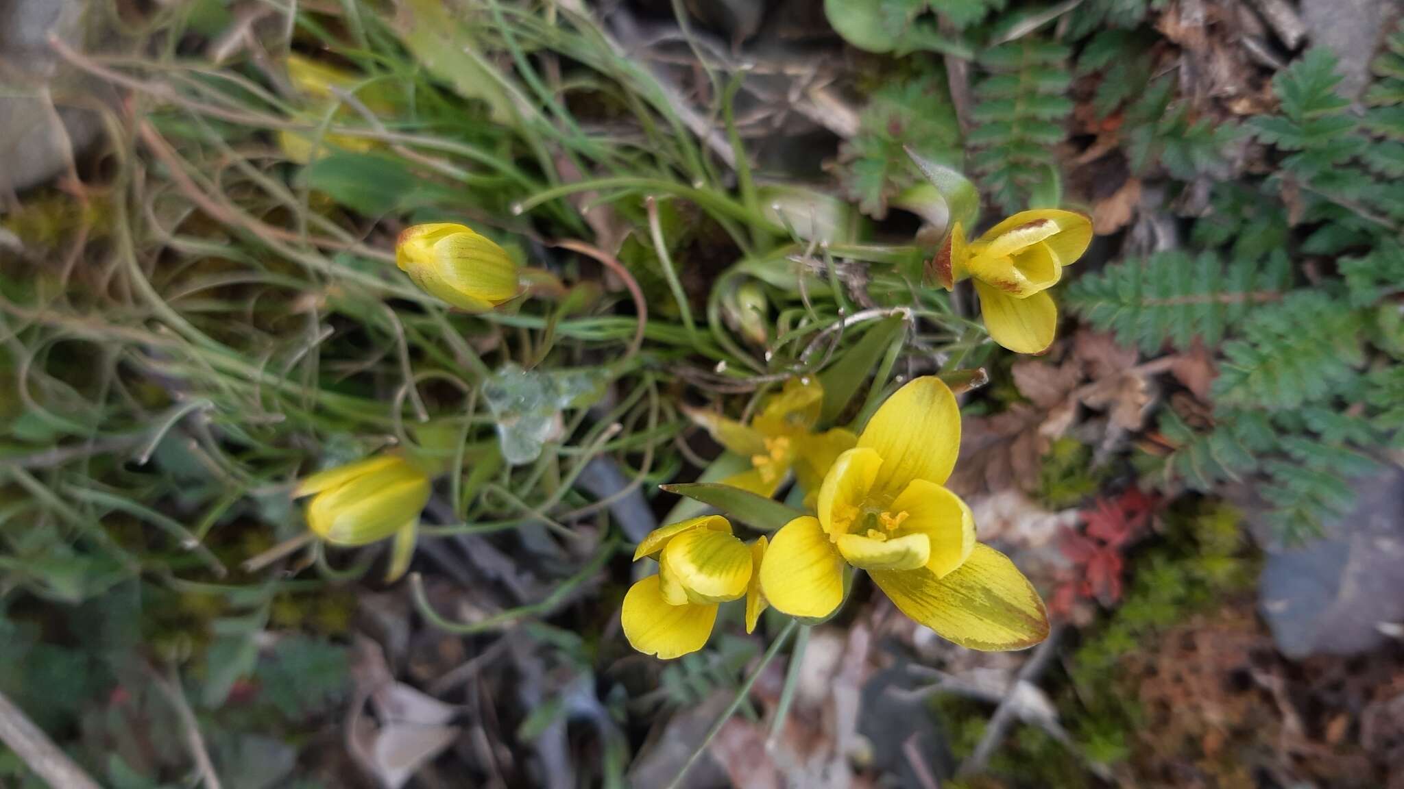 Image de Gagea bohemica (Zauschn.) Schult. & Schult. fil.