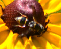 Image of Cyrtolabulus mutinensis Gusenleitner 2006