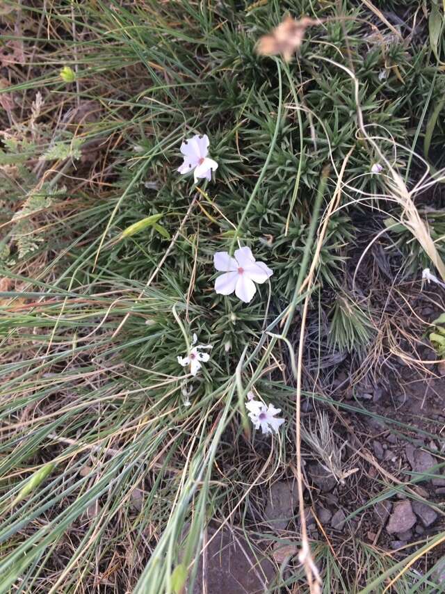 Image of Missoula phlox