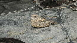 Image of Pygmy Nightjar