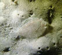 Image of Flounder