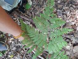 Image of Pteridium aquilinum subsp. aquilinum