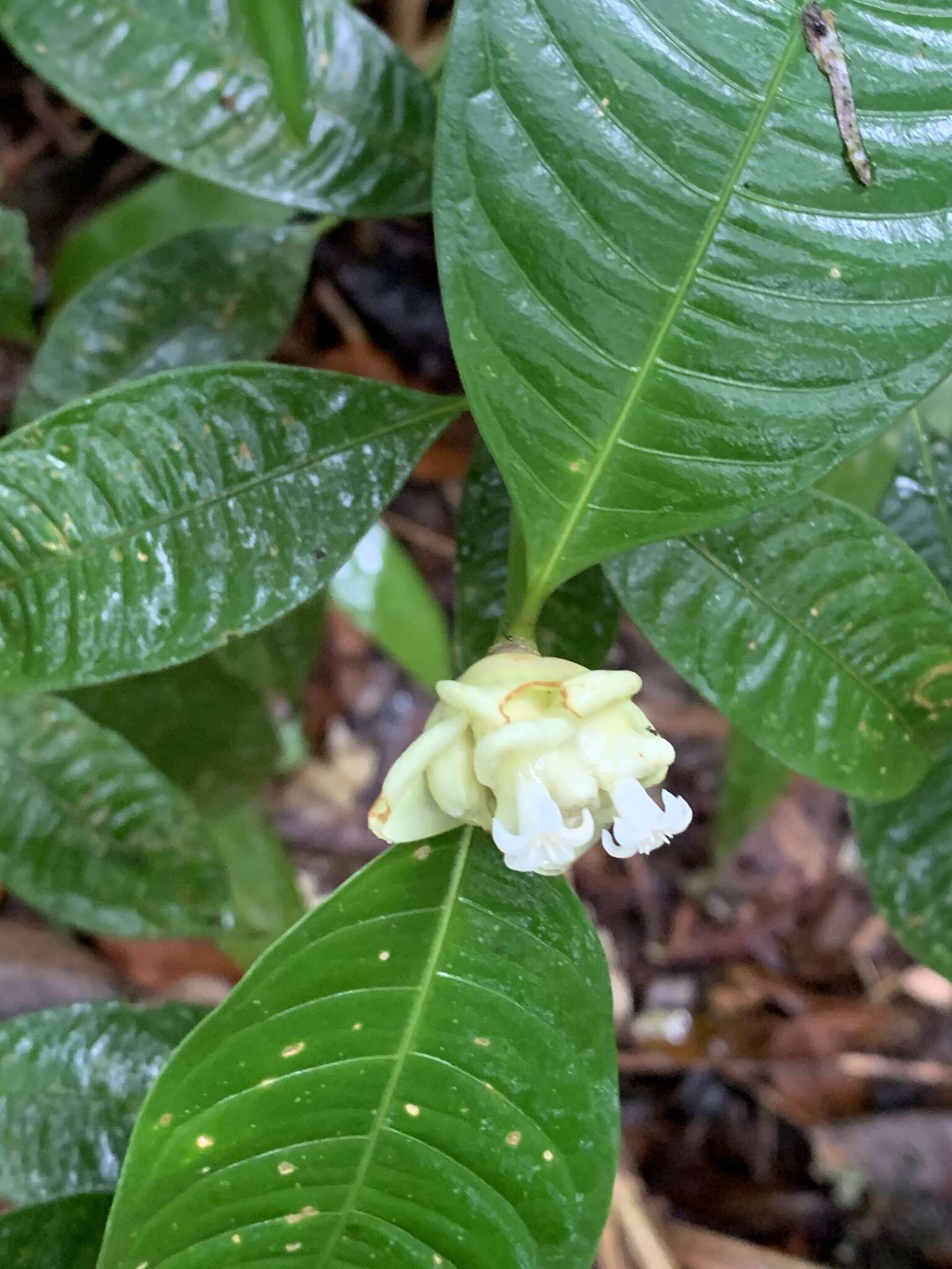 Palicourea glomerulata (Donn. Sm.) Borhidi resmi