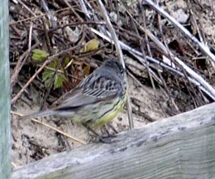 Image of Kirtland's Warbler