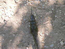 Image of Narrowhead Garter Snake