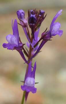 Image of Linaria pelisseriana (L.) Mill.