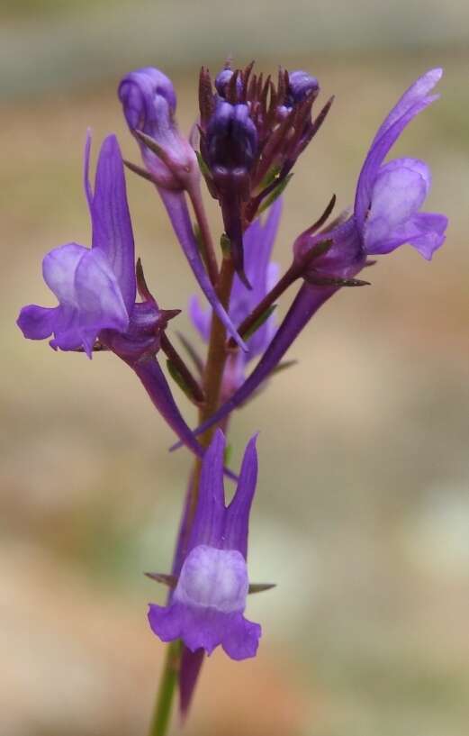 Image of Linaria pelisseriana (L.) Mill.